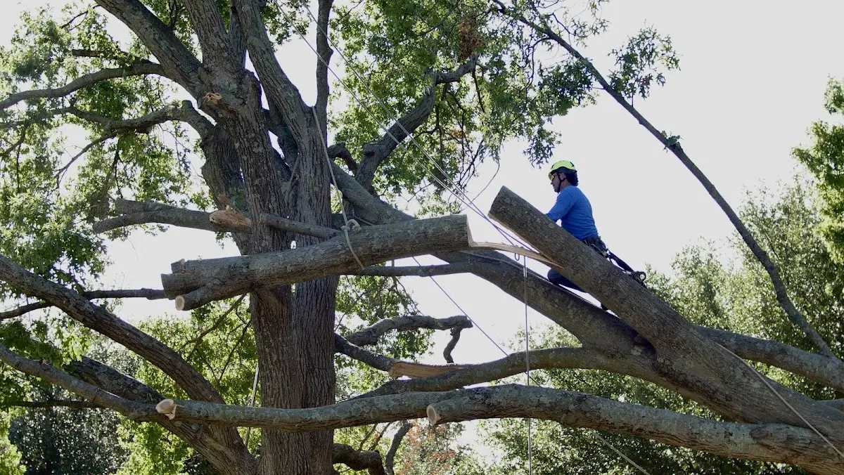 Professional Hazardous Tree Removal performed by certified arborists in Summit Station