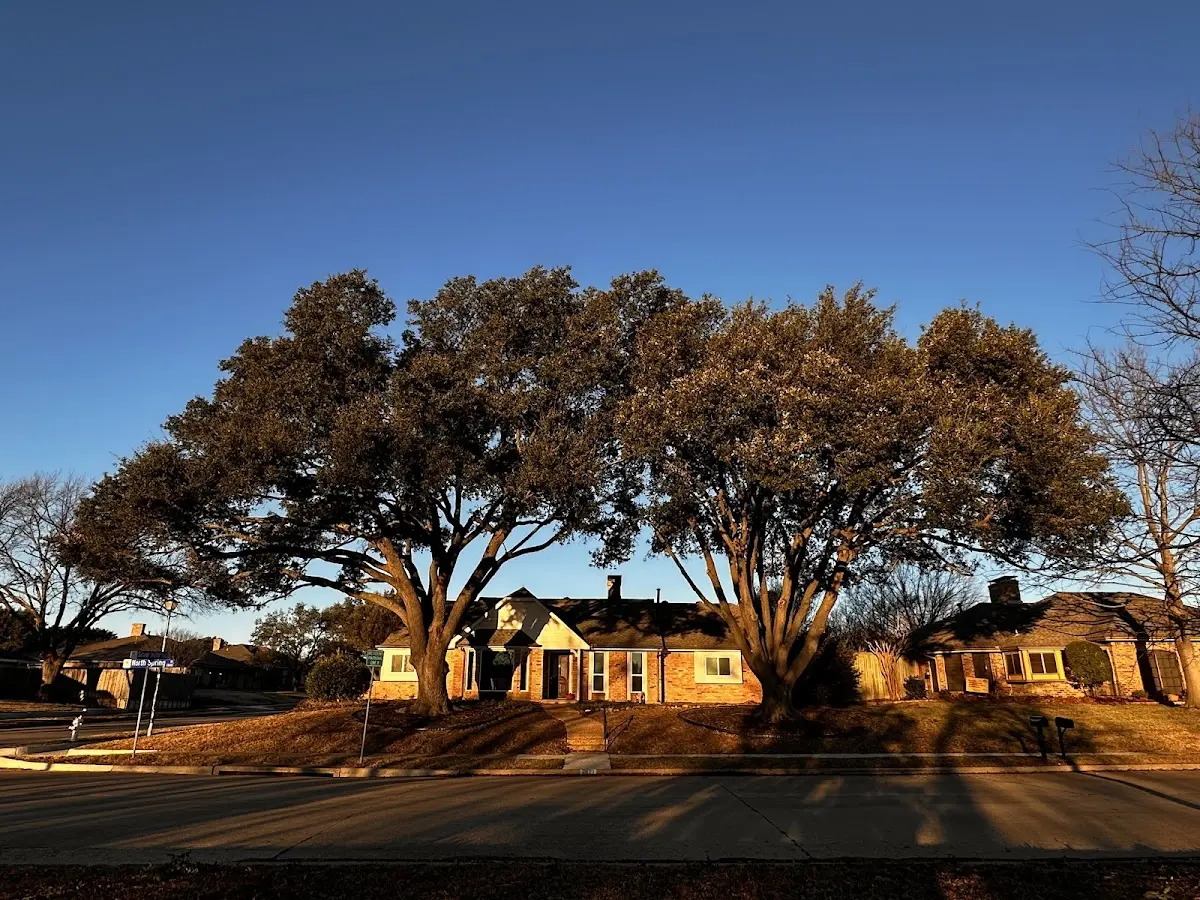 Established residential canopy tree shading a home in Summit Station